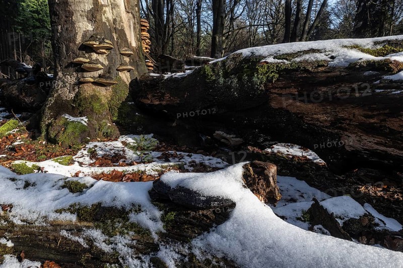 Deadwood in winter beech forest (Fagus sylvatica), Emsland, Lower Saxony, Germany