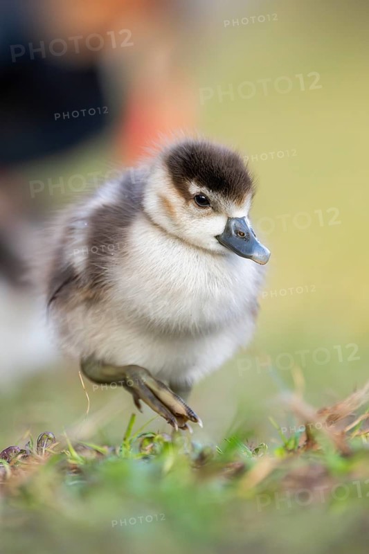 Egyptian goose (Alopochen aegyptiaca) cute chick on a meadow at the shore of a lake, Bavaria, Germany
