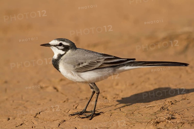 White Wagtail (Motacilla alba subpersonata), Morocco
