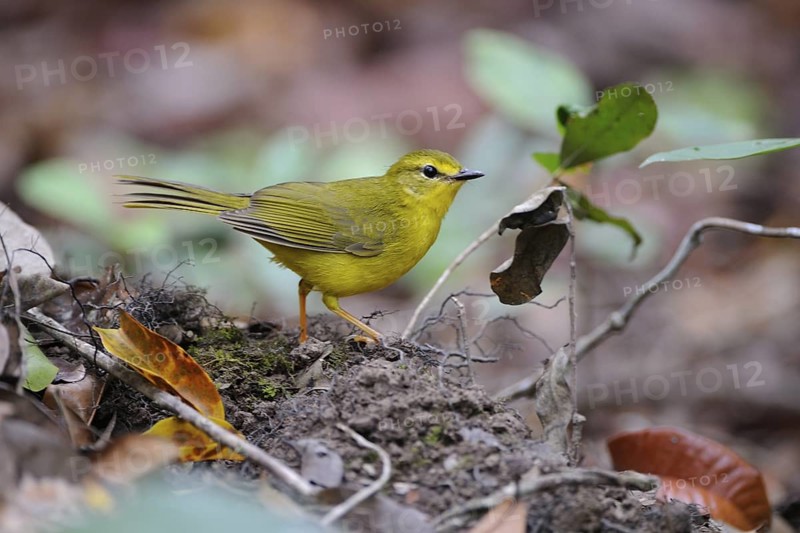 Flavescent Warbler (Myiothlypis flaveola), Pantanal, Brazil