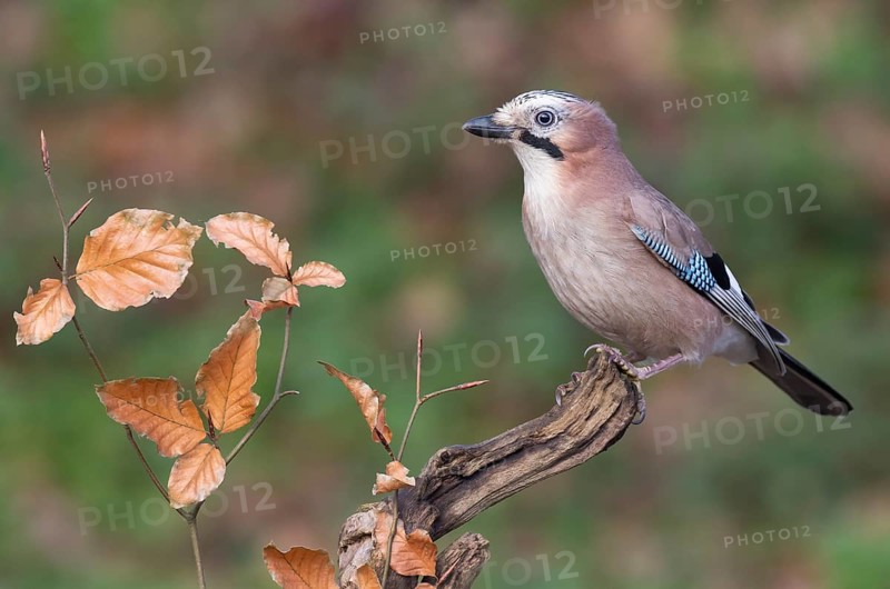 Eurasian Jay (Garrulus glandarius), Lower Saxony, Germany
