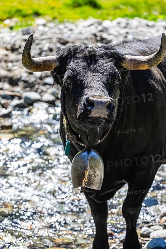Young bull with cowbell, alpine meadow near Grimentz, Val d'Anniviers, Valais Alps, Canton Valais, Switzerland