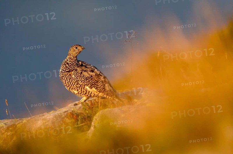 Rock Ptarmigan (Lagopus muta), Bernese Highlands, Switzerland
