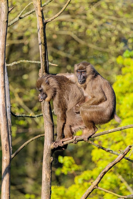 Two Drills (Mandrillus leucophaeus) mating high up in a tree. A green forest can be seen in the background