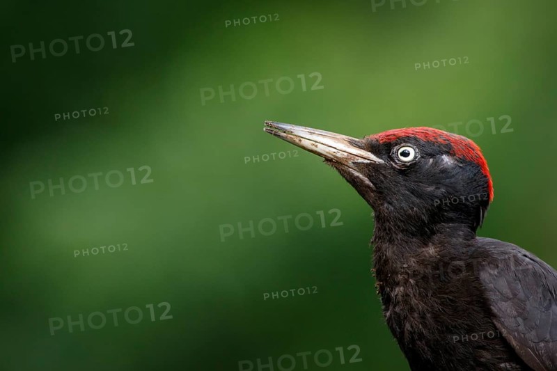 Black woodpecker (Dryocopus martius), male on forest, Castile and Leon, Spain