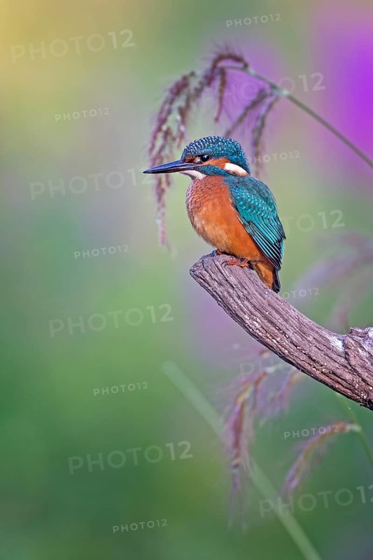 Common Kingfisher (Alcedo atthis) juvenile male, Saxony-Anhalt, Germany