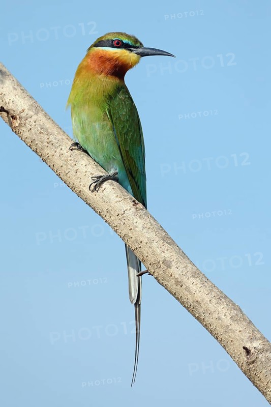 Blue-tailed Bee-eater (Merops philippinus), Penang, Malaysia