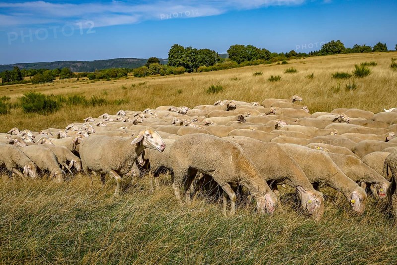 Schleiden, North Rhine-Westphalia, Germany — Eifel National Park. Herds of sheep on the Dreiborn Plateau, a large area of forest and open land in the Rureifel and part of the Eifel National Park