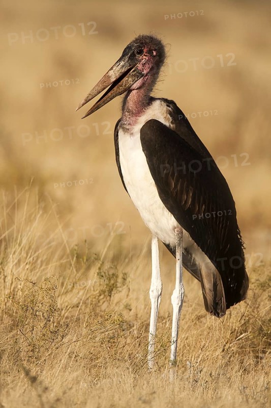Marabou Stork (Leptoptilos crumenifer), Etosha, Namibia