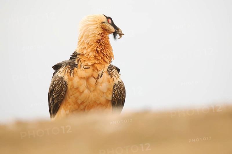 The majestic bearded vulture in the Pyrenees with striking adult plumage, showcasing its iconic orange-yellow tint against a neutral backdrop, exuding strength and grace