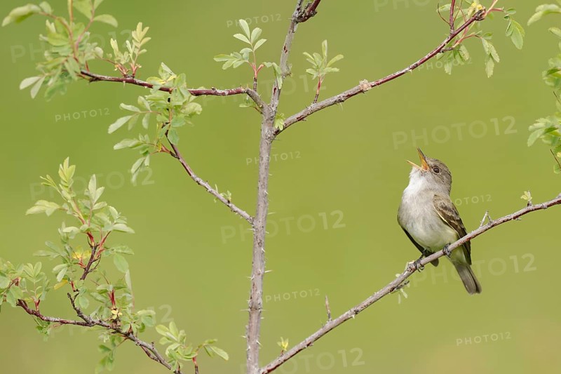Willow Flycatcher (Empidonax traillii) singing, perched on a branch, British Columbia, Canada