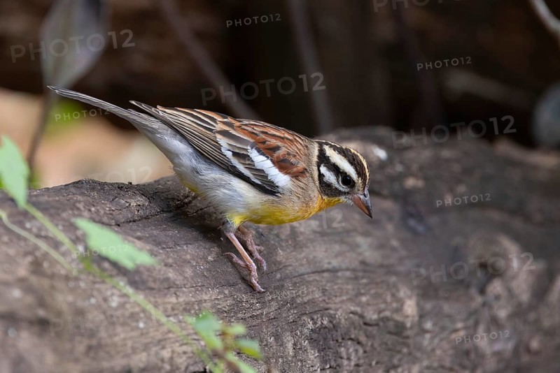 Golden-breasted Bunting (Emberiza flaviventris), South Africa