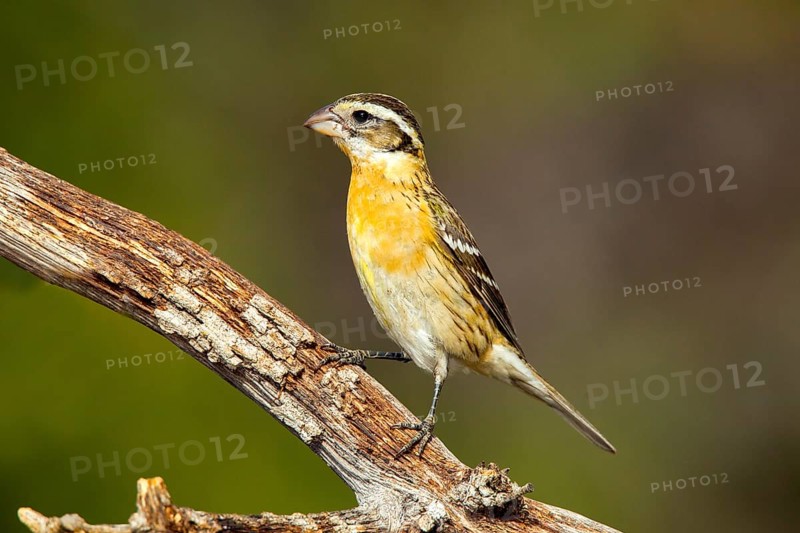 Black-headed Grosbeak Pheucticus melanocephalus Madera Canyon, Santa Cruz County, Arizona, United States 14 May Adult Female Fringillidae