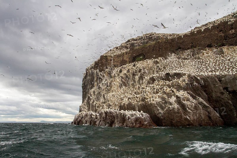 Northern Gannet (Morus bassanus), Bass Rock, Scotland, United Kingdom
