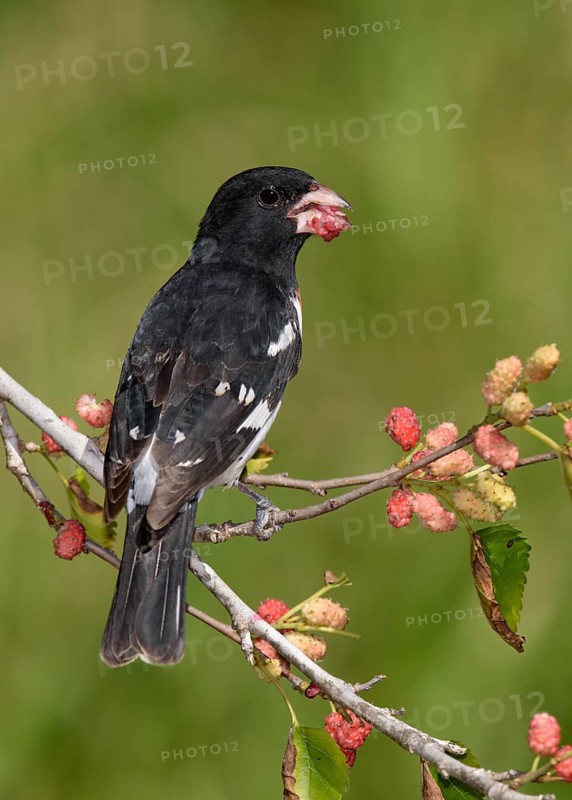 Rose-breasted Grosbeak (Pheucticus ludovicianus) male feeding on red berries, Texas, USA
