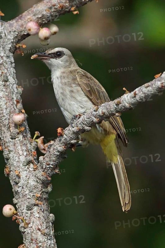 Yellow-vented Bulbul (Pycnonotus goiavier) perched on a branch, Malaysia