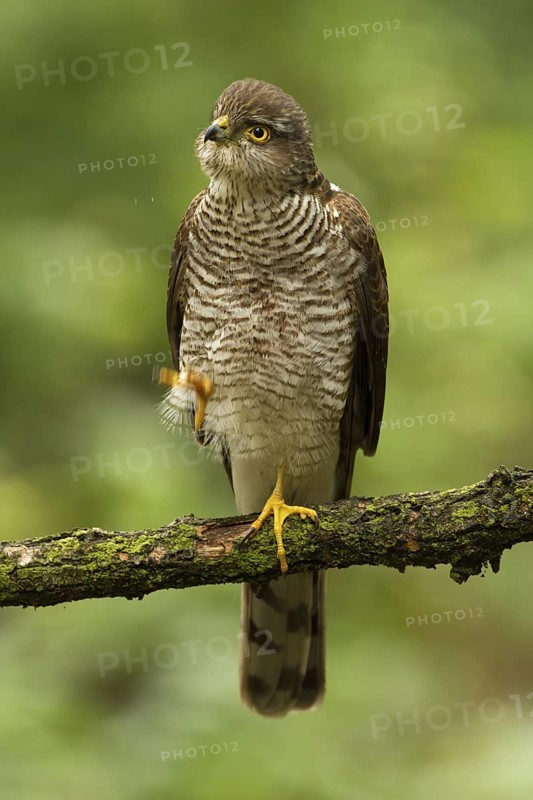 Eurasian Sparrowhawk (Accipiter nisus), Utrecht, Netherlands
