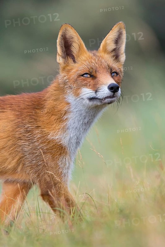Red Fox (Vulpes vulpes) adult portrait, Netherlands