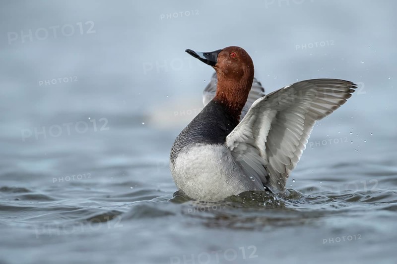 Common pochard (Aythya ferina) duck adult male bird stretching its wings on a lake in winter, England, United KIngdom