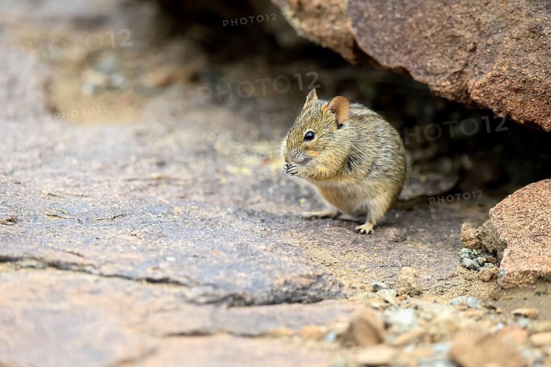 Typical striped grass mouse (Lemniscomys striatus), adult, alert, feeding, Mountain Zebra NP, Eastern Cape, South Africa