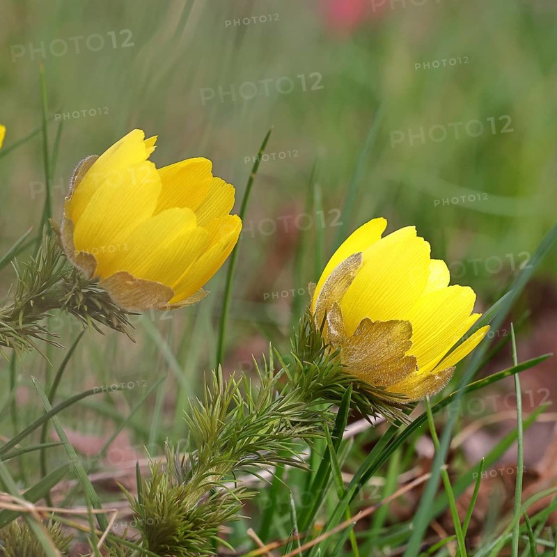 Spring adonis (Adonis vernalis), flowers in a meadow, early bloomer, spring, Wilnsdorf, North Rhine-Westphalia, Germany