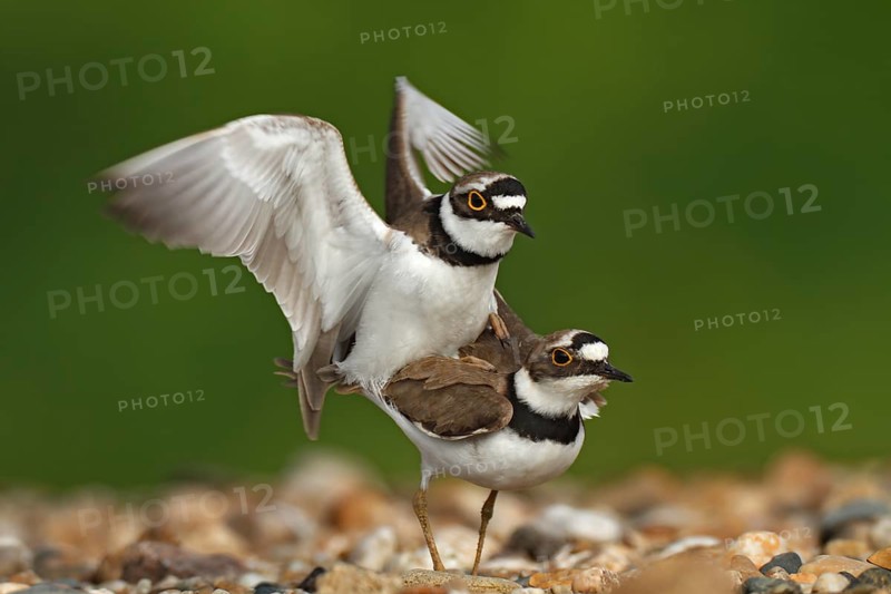 Little Ringed Plover (Charadrius dubius) pair mating, Saxony-Anhalt, Germany
