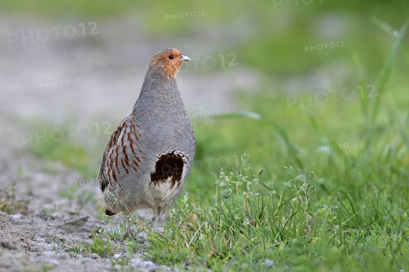 Grey Partridge (Perdix perdix) male, Rhineland-Palatinate, Germany