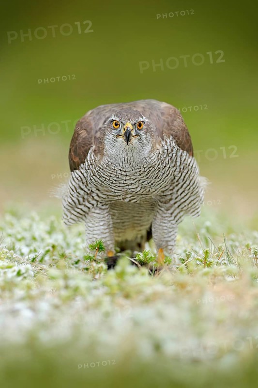 Goshawk, Accipiter gentilis, feeding on killed dark squirrel in the forest. Bird of Prey in the forest habitat, winter with first snow in the green vegetation. Bird bahaviour, wildlife scene from nature, Sweden