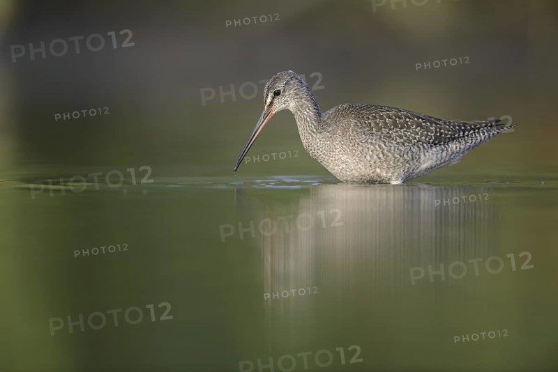 Spotted Redshank (Tringa erythropus), Thuringia, Germany