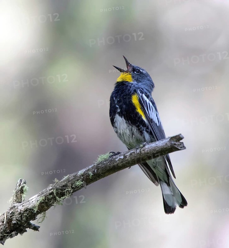 Yellow-rumped Warbler, (Audubon's Race) Setophaga coronata, sings on a branch in Cypress Hills Inter-Provincial Park, Saskatchewan