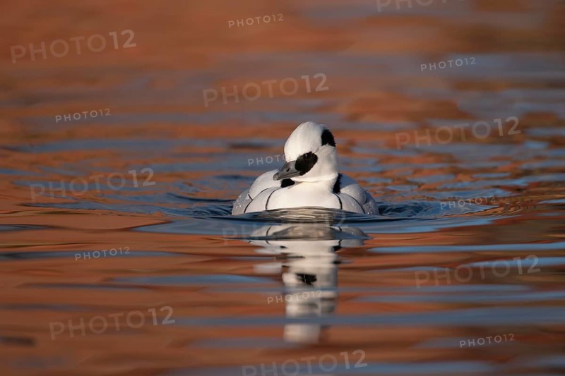 Smew (Mergellus albellus) adult male duck bird on a lake, England, United Kingdom