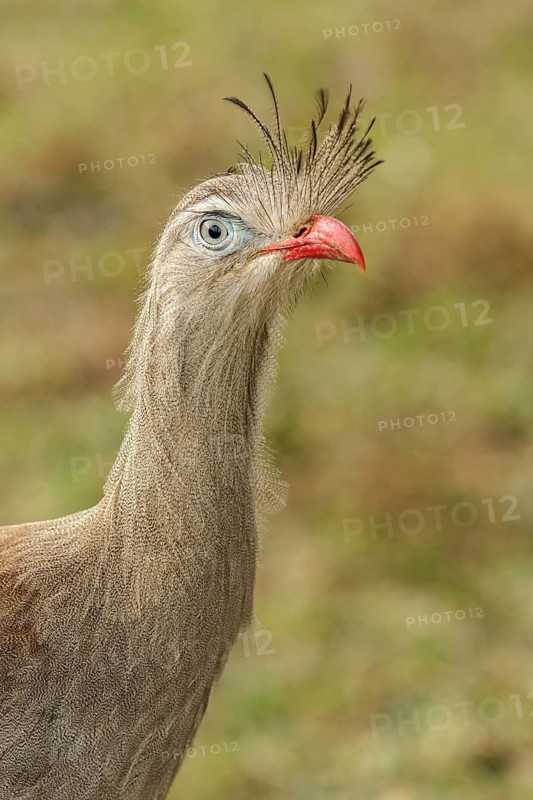 Red-legged Seriema (Cariama cristata) perched on a branch in the Atlantic Rainforest Region of Brazil