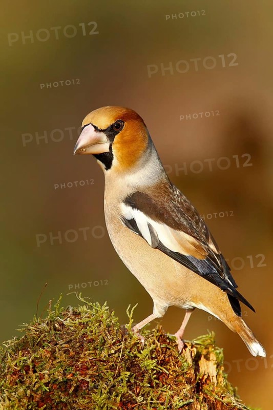Hawfinch (Coccothraustes coccothraustes) male, North Rhine-Westphalia, Germany