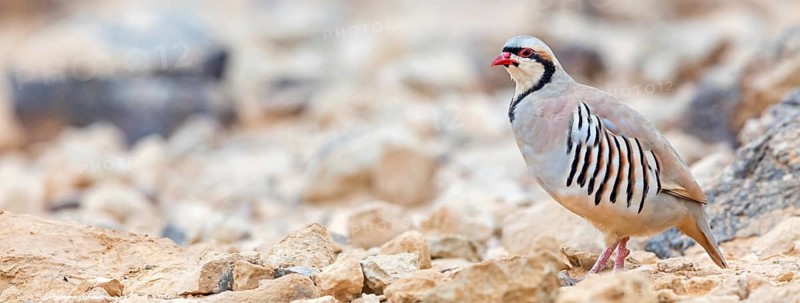 Chukar chicken, Chukar stone chicken, (Alectoris chuka), Animals, Chickens, Chukahens, Family of the pheasant-like chicken birds, Celias Waterhole, Ezuz, HaDarom, Israel