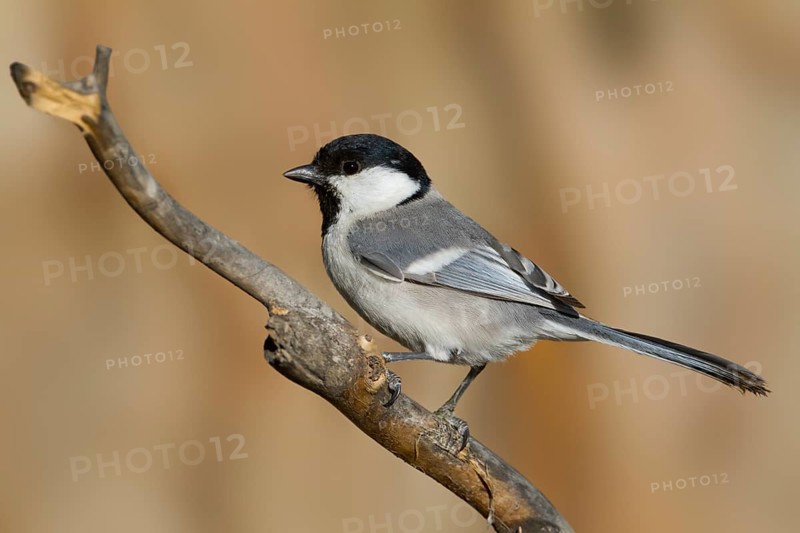 Turkestan Tit - Turkestanmeise - Parus major ssp. turkestanicus, Kazakhstan, adult