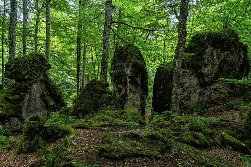 Captivating view of a dense, green forest in Sierra de Urbasa, Navarra, Spain. Moss-covered rocks and towering trees evoke a serene, natural atmosphere