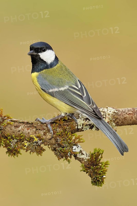 Great Tit (Parus major), sitting on a branch overgrown with moss and lichen, Wildlife, Animals, Birds, Tits, Wilnsdorf, North Rhine-Westphalia, Germany