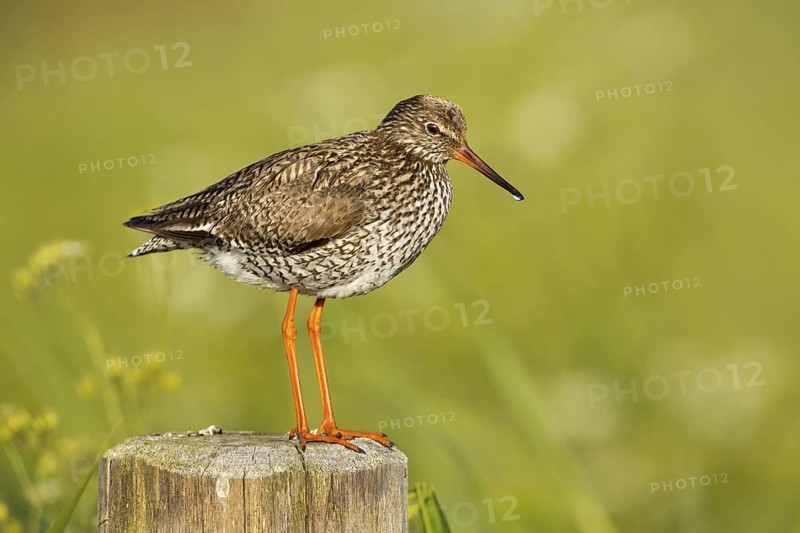 Common Redshank (Tringa totanus), Texel, Netherlands