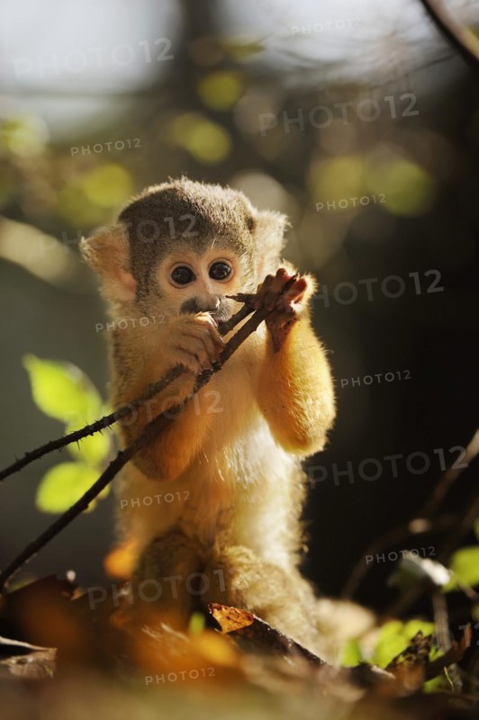 Black-capped squirrel monkey (Saimiri boliviensis), juvenile, captive, occurrence in South America