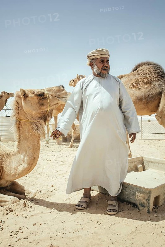 Camel breeder with dromedaries (Camelus dromedarius) on his farm near Shisr, Dhofar, Oman