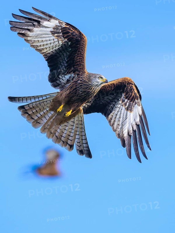 Red Kite, Milvus milvus, bird in flight