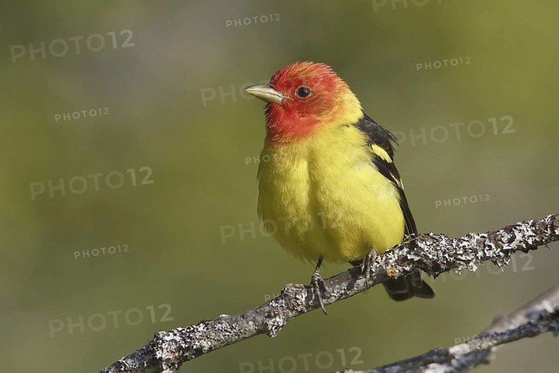 Western Tanager (Piranga ludoviciana) male, British Columbia, Canada