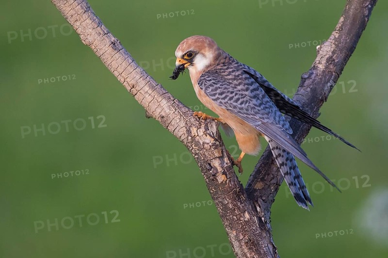 Red-footed Falcon (Falco vespertinus) female perched on a branch, Subotica, Serbia