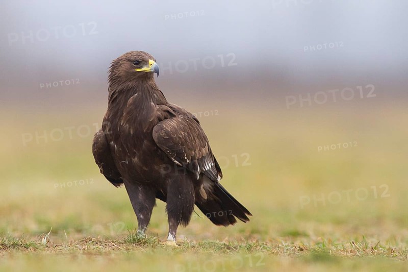 Greater Spotted Eagle (Clanga clanga) juvenile, Subotica, Serbia