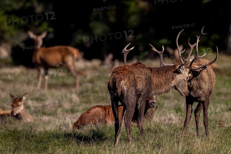 Playful fight between young red deer (Cervus elaphus), the more mature deer are exhausted at the end of the rut, fight, dispute, rutting season, rut, October, Denmark