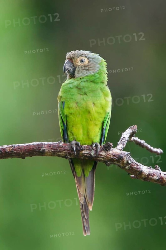 Dusky-headed Parakeet (Aratinga weddellii) perched on a branch in Bolivia, South America