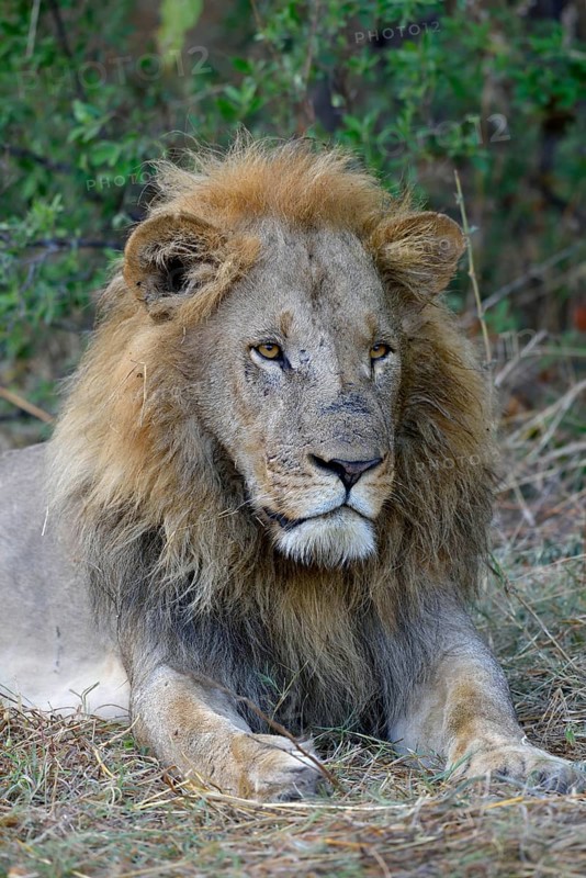 Lion (Panthera leo), male lies in bushes, animal portrait, Khwai region, North-West District, Okavango Delta, Botswana