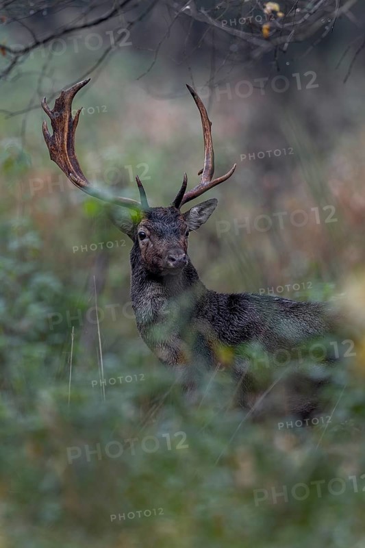 A fallow deer (Dama dama) leaves the rut and appears directly in front of my hide, the soaked fur is clearly visible, rut, mating season, deer rut, autumn, October, Germany
