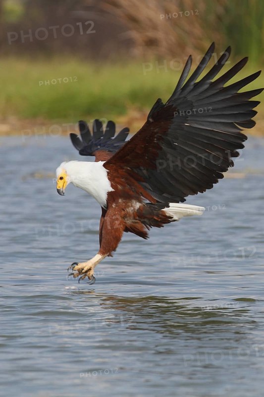 African Fish Eagle (Haliaeetus vocifer) flying, Lake Baringo, Kenya