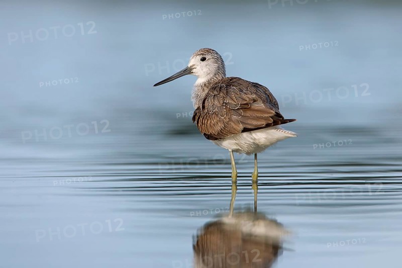 Common Greenshank (Tringa nebularia), Victoria, Australia
